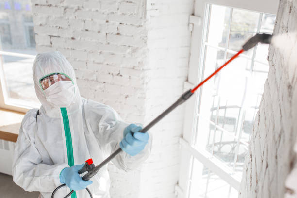 Why You Should Choose Our Mold Remediation Services in Gulf Shores, AL